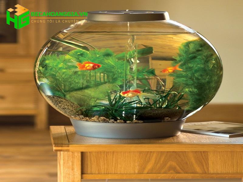 Tiểu cảnh bể cá mini để bàn