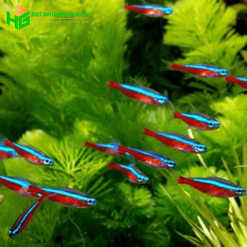 Những loại cá cảnh đẹp dễ nuôi