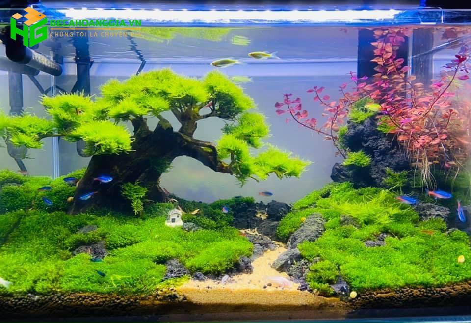 Mẫu cây bonsai thủy sinh