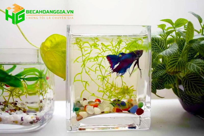 Tiểu cảnh bể cá mini để bàn