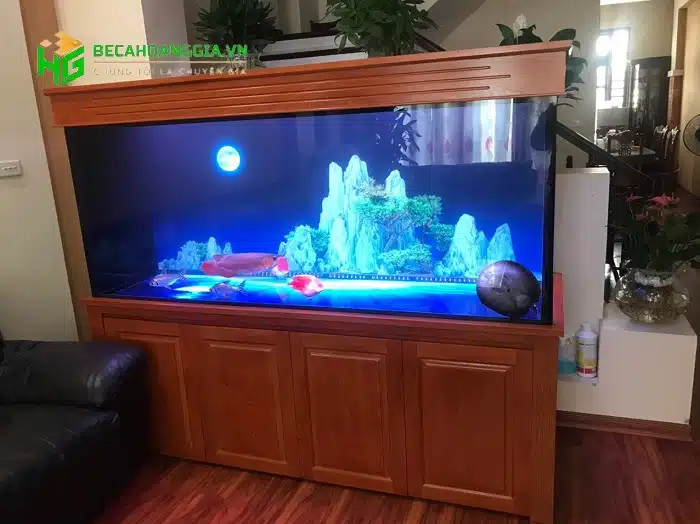 Mẫu bể cá rồng đẹp