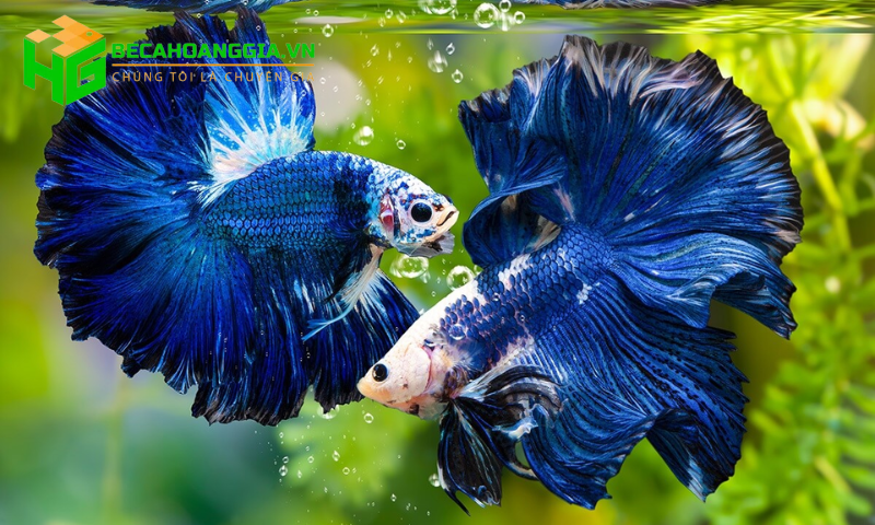 Những loại cá cảnh đẹp dễ nuôi