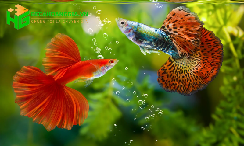 Những loại cá cảnh đẹp dễ nuôi