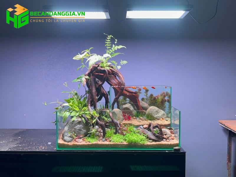 bể cá thủy sinh mini hà nội