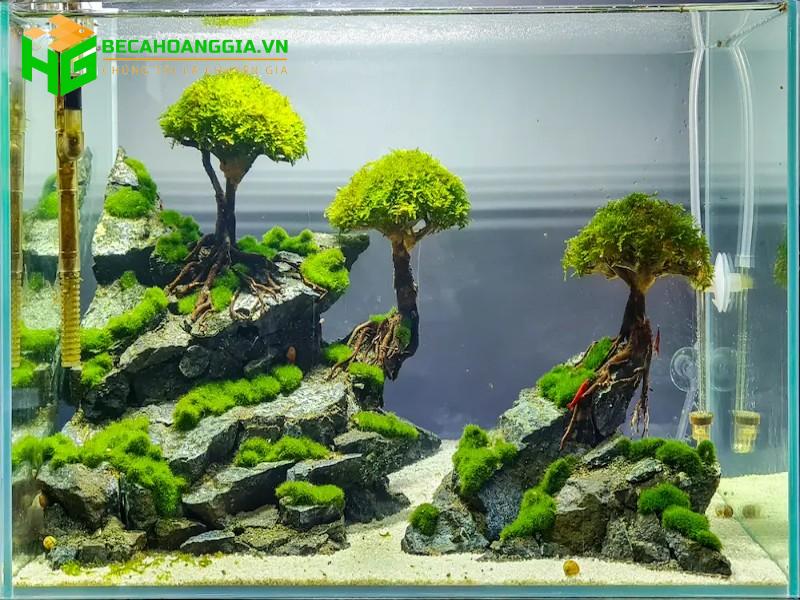 bể cá thủy sinh mini hà nội