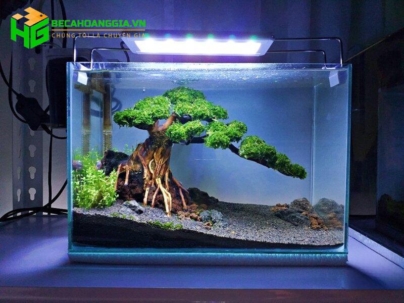 Mẫu cây bonsai thủy sinh
