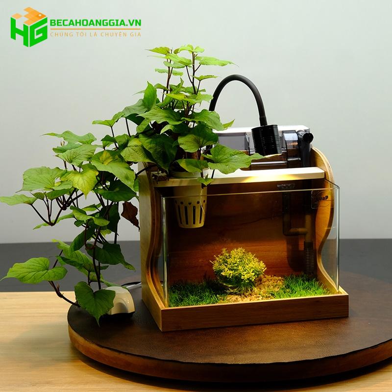 Tiểu cảnh bể cá mini để bàn