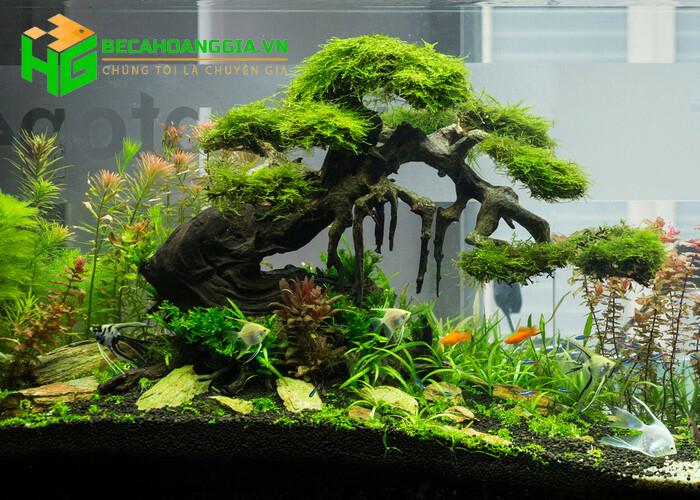 Mẫu cây bonsai thủy sinh