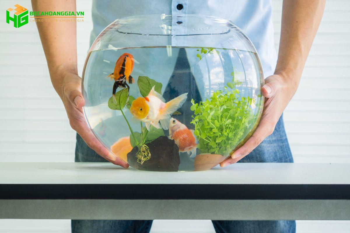 Cá nhỏ nuôi trong hồ thủy sinh