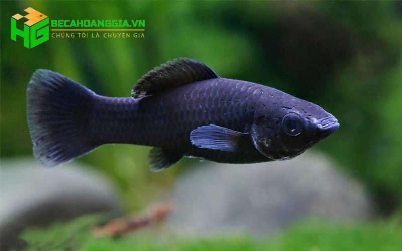Những loại cá cảnh đẹp dễ nuôi