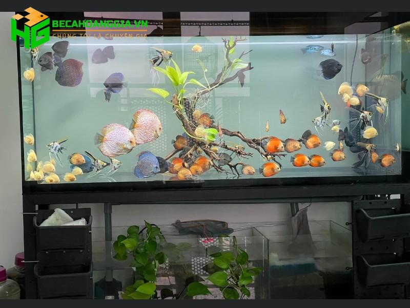 chọn công suất máy bơm cho hồ cá
