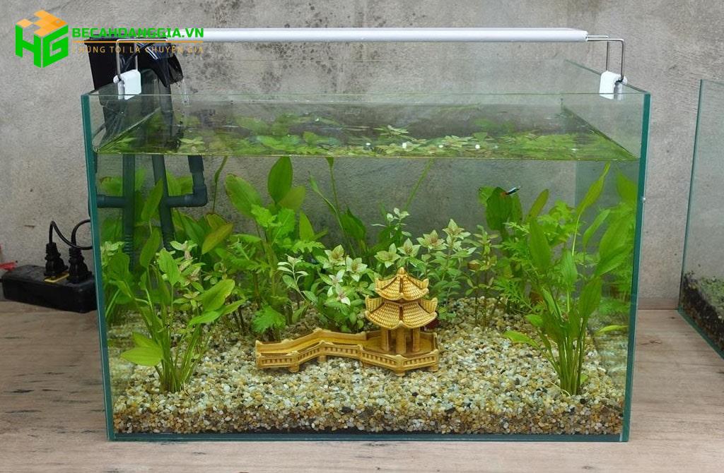 Cách tính số lít nước trong bể cá