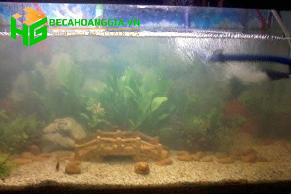 Nước bể cá không trong