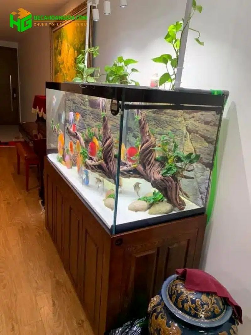 Sửa chữa bể cá tại Hà Nội