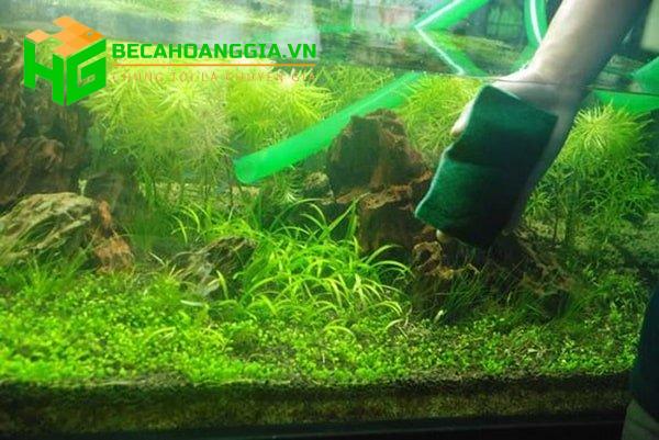 Nước bể cá không trong