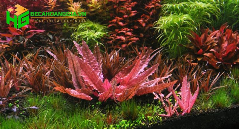 Cách chăm sóc cây thủy sinh trong bể cá
