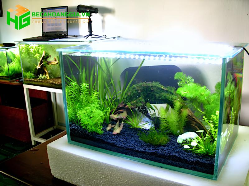 Cách chăm sóc cây thủy sinh trong bể cá