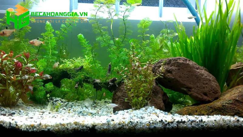 Cách chăm sóc cây thủy sinh trong bể cá