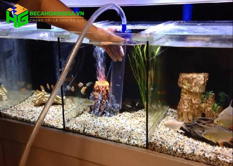 Hút cặn bể cá