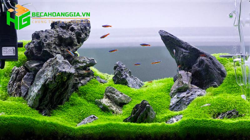 Các loại đá thủy sinh