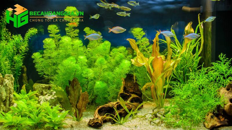 Cách chăm sóc cây thủy sinh trong bể cá