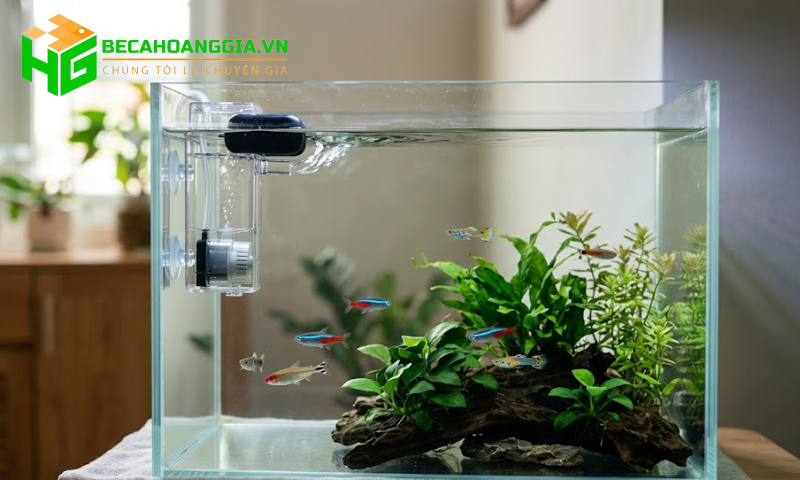 Lọc váng hồ cá