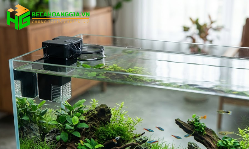 Lọc váng hồ cá