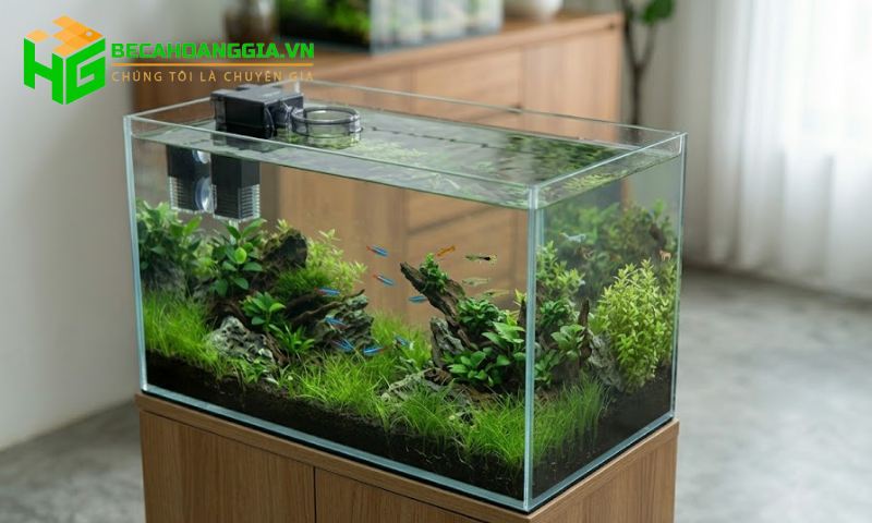 Lọc váng hồ cá