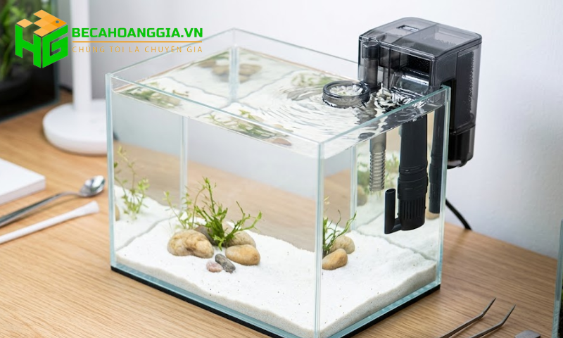 Lọc váng hồ cá