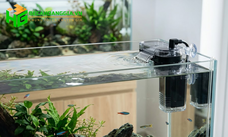 Lọc váng hồ cá