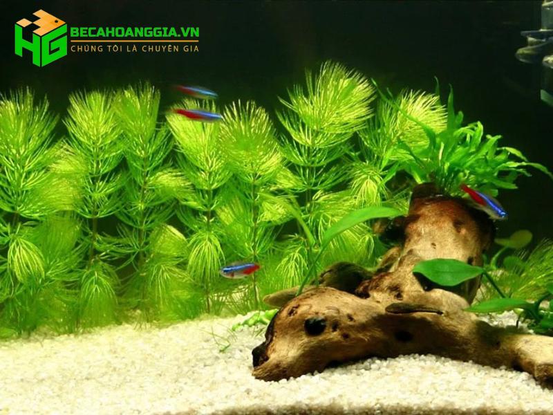 Cách chăm sóc cây thủy sinh trong bể cá
