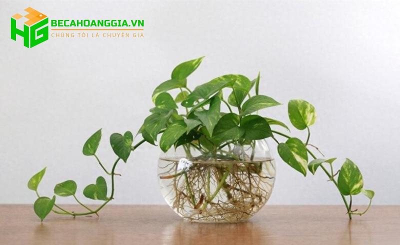 Trầu bà thủy sinh