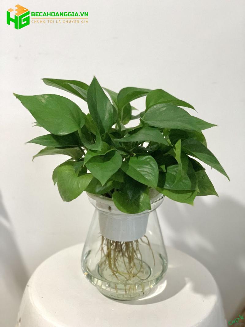 Trầu bà thủy sinh