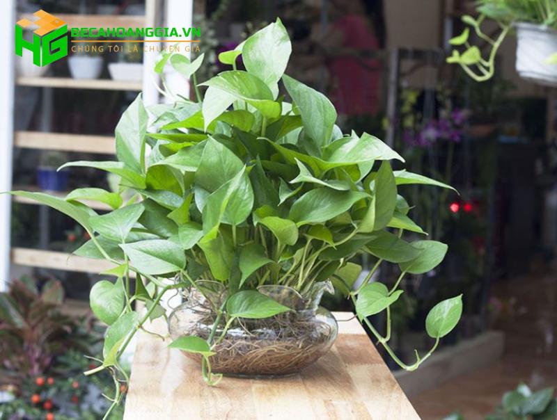 Trầu bà thủy sinh