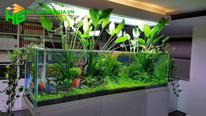 Cây trồng trong nước nuôi cá