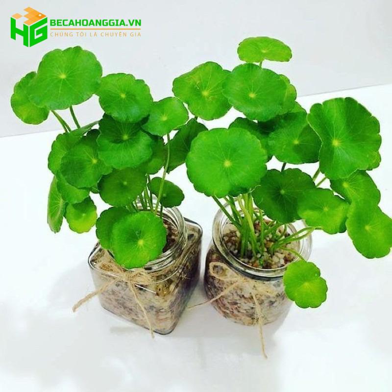 Cây thủy sinh
