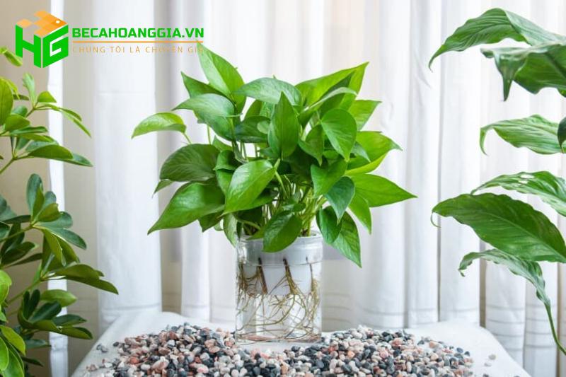Trầu bà thủy sinh