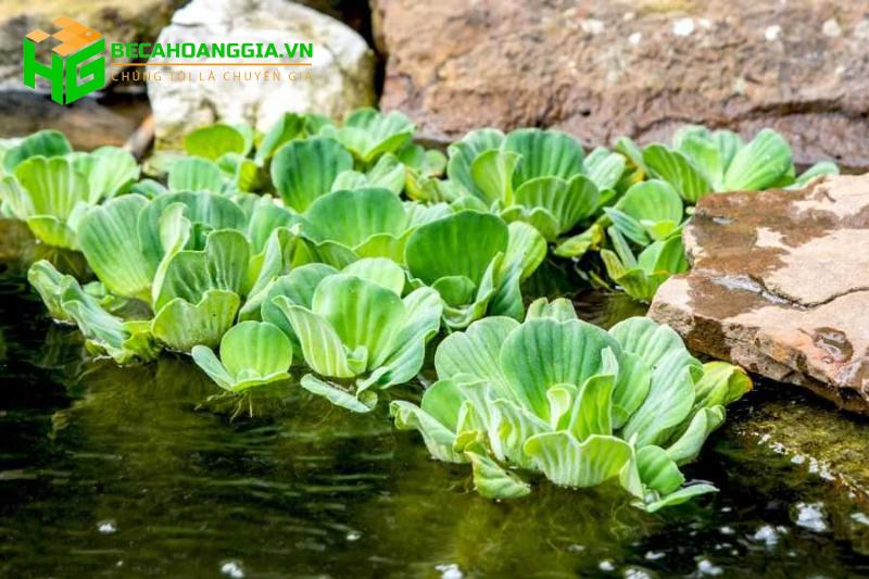 Cây trồng trong nước nuôi cá