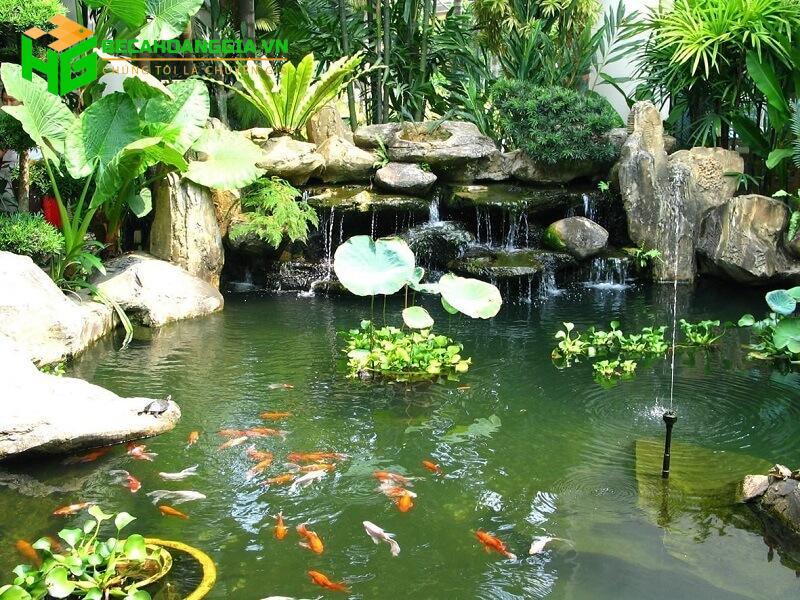 Cây trồng trong nước nuôi cá
