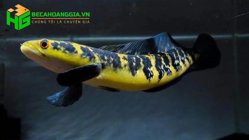 Cá lóc bông cảnh
