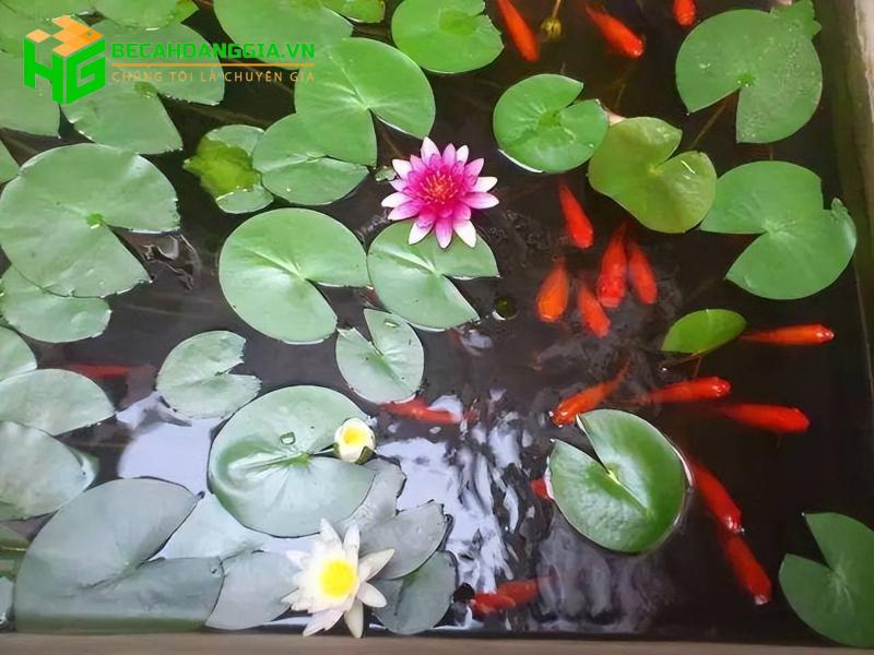 Cây trồng trong nước nuôi cá