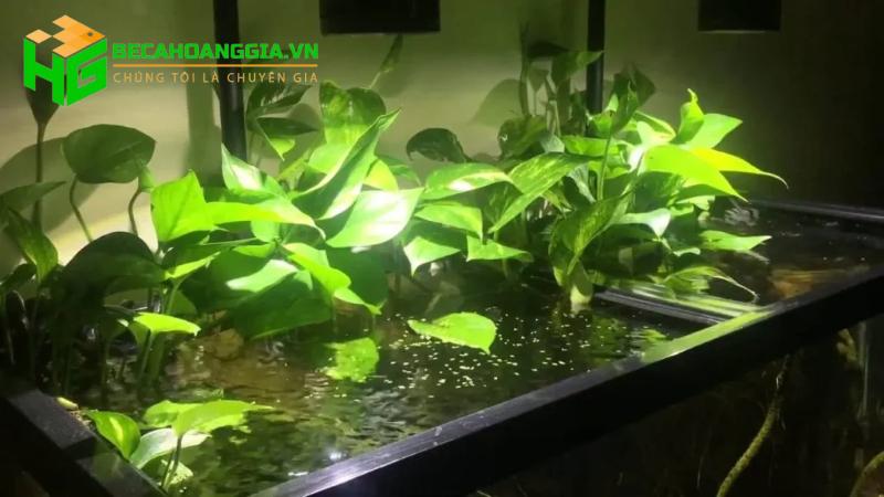 Cây trồng trong nước nuôi cá