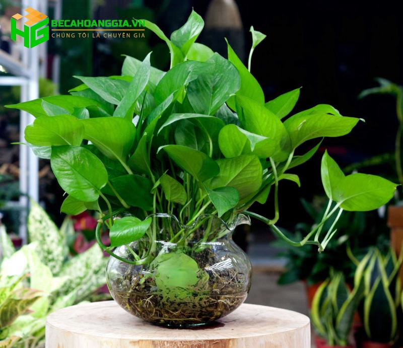 Trầu bà thủy sinh