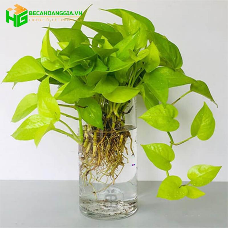 Trầu bà thủy sinh