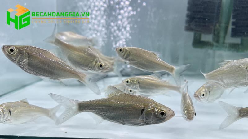 Cá trâm mồi