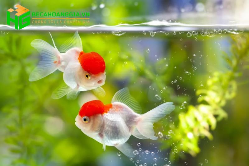 Cá vàng có dễ nuôi không