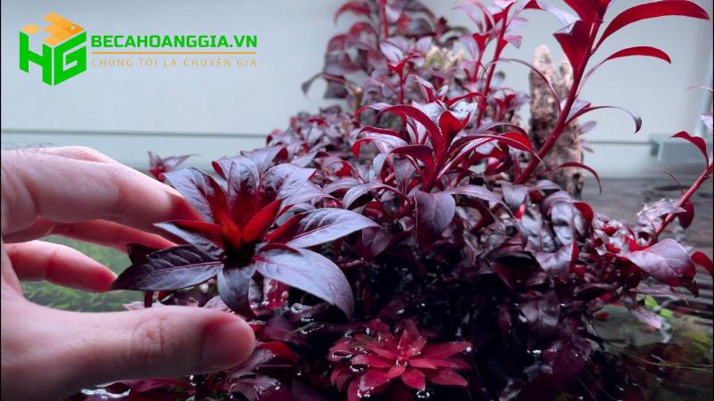 Cây bán cạn