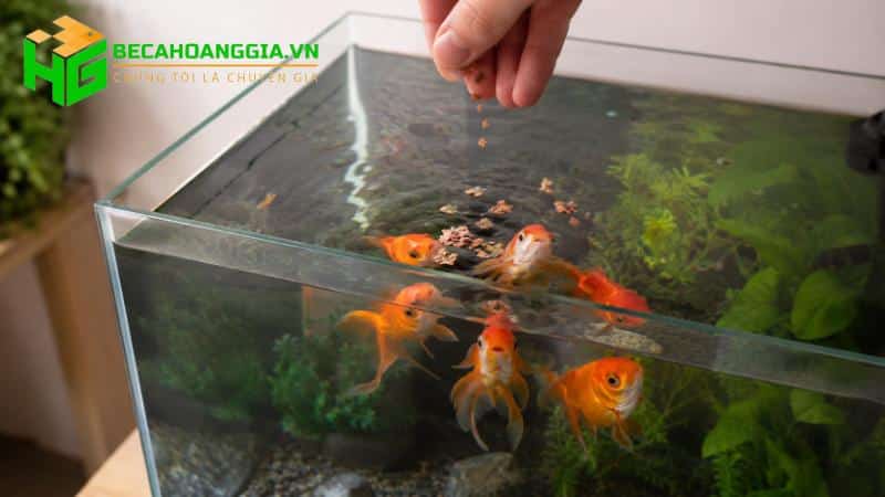 Cho cá cảnh ăn bao nhiêu là đủ