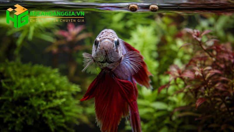Lượng thức ăn phù hợp cho cá