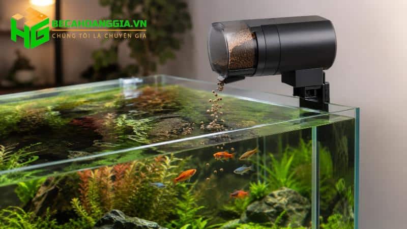 Lượng thức ăn phù hợp cho cá